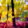 Autumn impression by Rob IJsselstein
