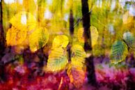 Herfstimpressie van Rob IJsselstein thumbnail
