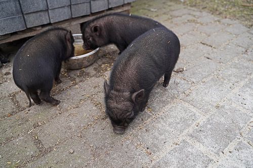 Mini biggetje bij zijn eerste uittocht op de boerderij.