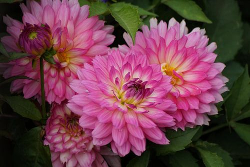Dahlia blossoms in light pink
