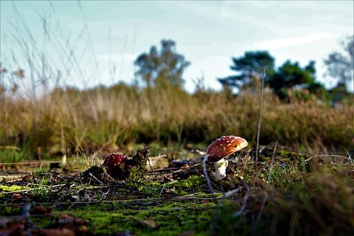 L'image de l'automne en une seule photo sur FotoKato