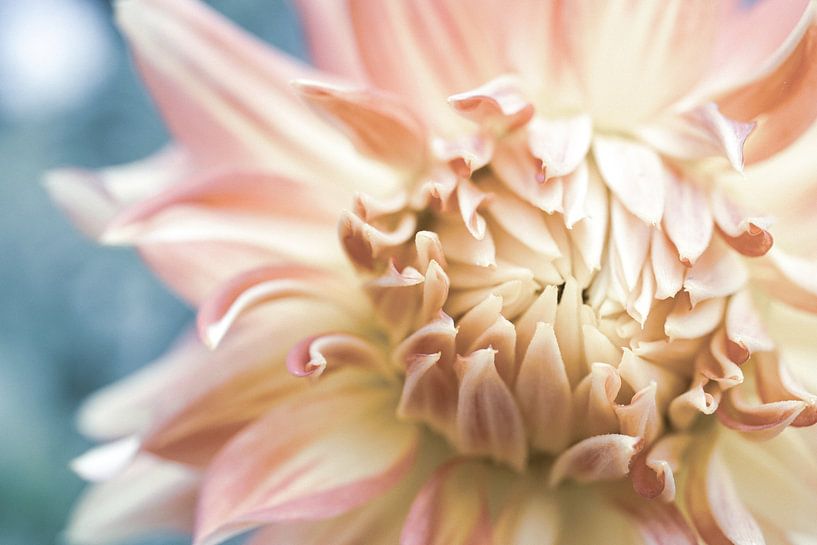 Petals by Crystal Clear