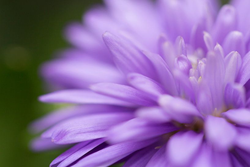 Fleur violette par Kimberly van Aalten