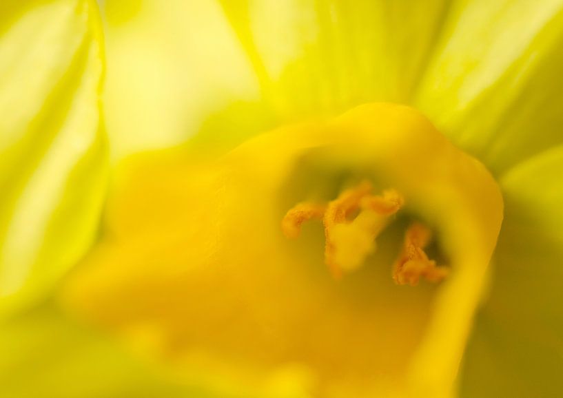 Gele zee par Foto Facet