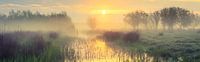 Foggy Morning
