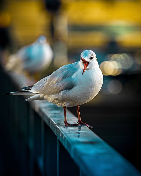 Hey wing! by Wesley Kole