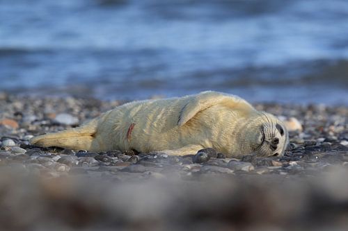 Grijze Zeehond Brul Helgoland Eiland Duitsland