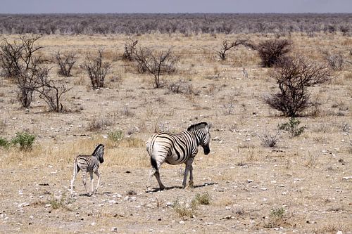 moeder Zebra en kind in Okaukuejo