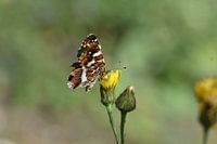 Butterfly lunch