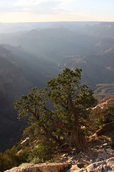 Grand Canyon tree in golden hour by Wijgert IJlst