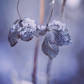 Schönheit im Winter von Robby's fotografie