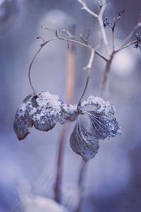 La beauté en hiver