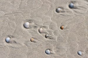 Coquillages sur la plage de Vlieland