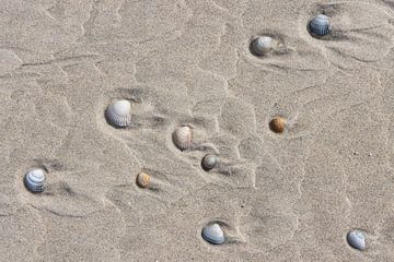 Schelpen op het strand van Vlieland van Sander Groenendijk