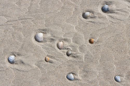 Schelpen op het strand van Vlieland
