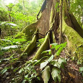 Forêt tropicale sur Peter Schickert