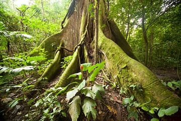 Forêt tropicale sur Peter Schickert