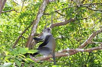Wilder endemischer blauer Affe