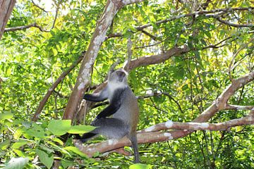 Wilder endemischer blauer Affe von Ramon Beekelaar