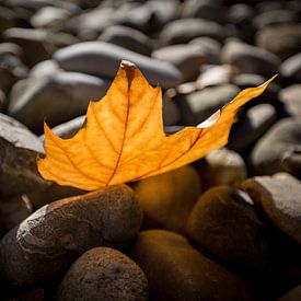 Herfstblad op stenen van Gerhard Nel