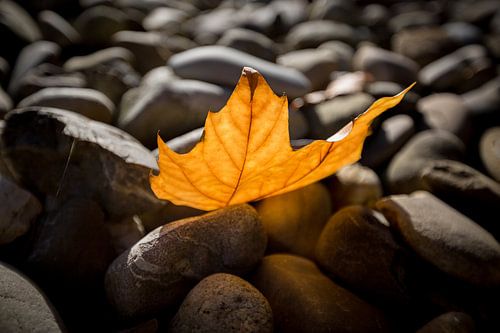 Herbstblätter auf Steinen von Gerhard Nel