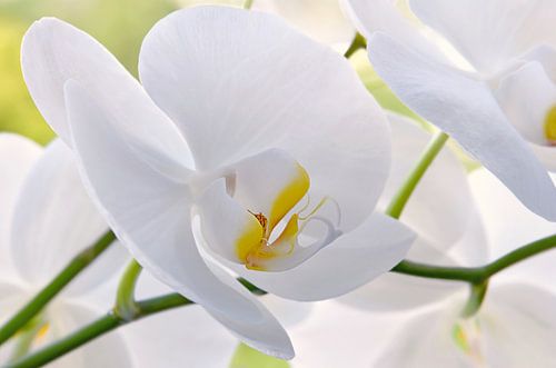 Orchidee