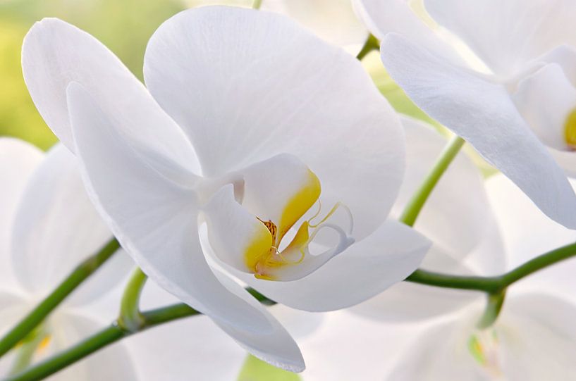 Orchidee van Violetta Honkisz