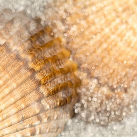 Muscheln im Meerwasser in natürlichen Farben von Lisette Rijkers