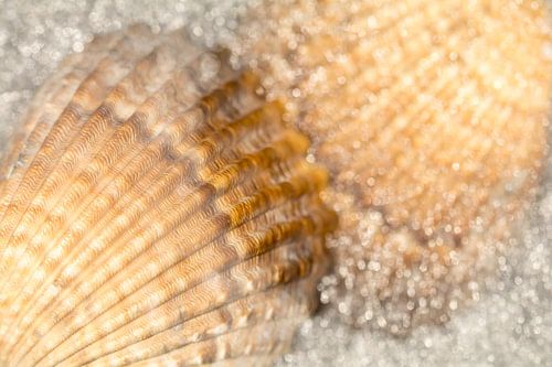 Schelpen in het zee water in natuurlijke kleuren