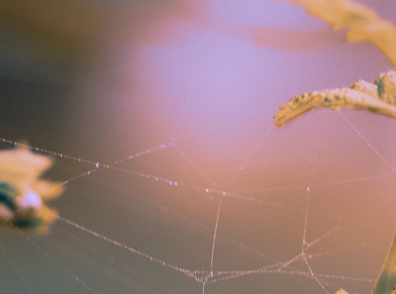 Tautropfen auf Spinnennetz von Wendy Maria Laimböck-Dekker