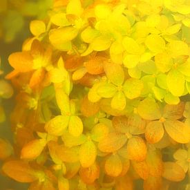 pluimhortensia geel van Yvonne Blokland