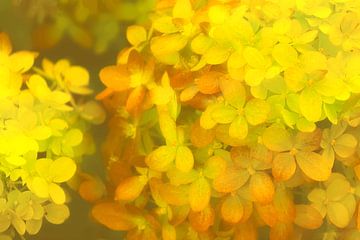 pluimhortensia geel van Yvonne Blokland