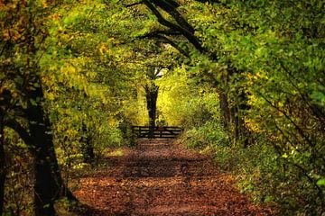 Chemin d'automne sur Monique Verlouw