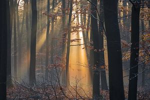 Sunburst in mysterious-looking forest by Ate de Vries