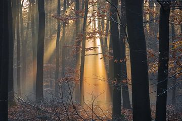 Sonnenaufgang in einem geheimnisvoll anmutenden Wald von Ate de Vries