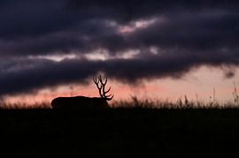 Hertenschemering II van Wildpix imagery