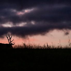 Hirsch-Dämmerung II von Wildpix imagery