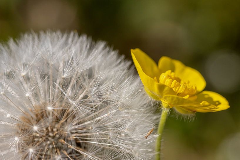 Pissenlit et Bouton d'or s'unissent. par Paul Veen