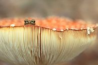 Op een grote paddenstoel - kikker van simone opdam thumbnail