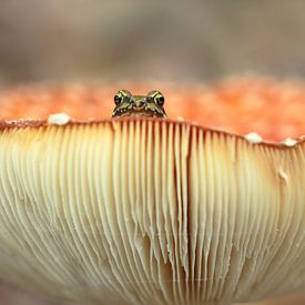 Op een grote paddenstoel - kikker