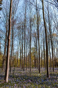 Blühender Wald von Gina Peeters Fotografie
