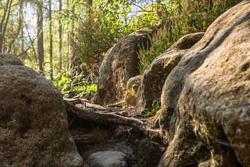 Königsweg, Sächsische Schweiz - Felsen an der Wartburg von Pixelwerk