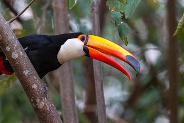 Giant toucan in forest by Hillebrand Breuker