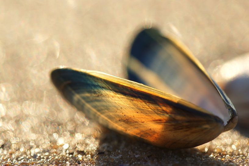 Shells Number 3 by Hans Hoogerhuis