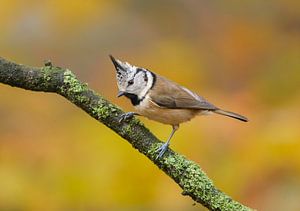 Haubenmeise in herbstlicher Umgebung