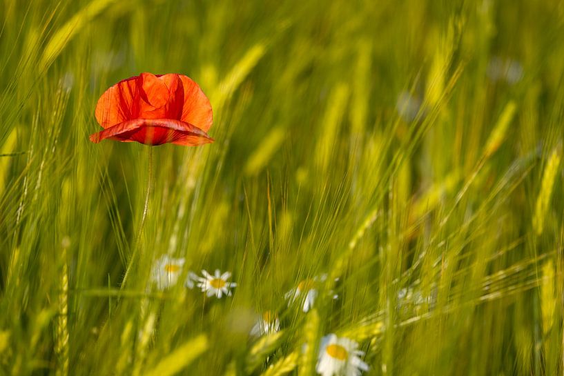 Mohnblume von Andreas Müller