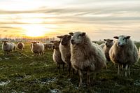 Schapen bij zonsondergang