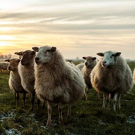 Schafe bei Sonnenuntergang von Danai Kox Kanters
