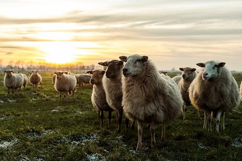 Schafe bei Sonnenuntergang von Danai Kox Kanters