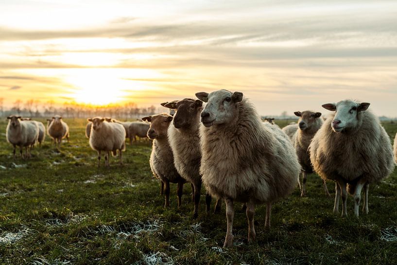 Moutons au coucher du soleil par Danai Kox Kanters